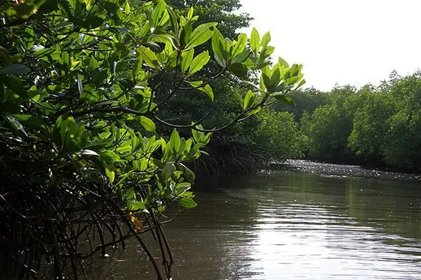 Mangrove forest channels near Gilimanuk in West Bali