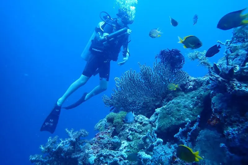 Diver along the coral wall at Menjangan Island