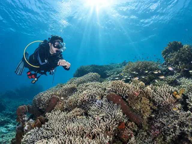 Beginner diver over hard coral as sunlight streams through the water