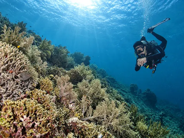 Diver swimming down the sloping reef with the surface above