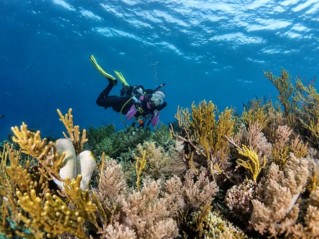 Diver in yellow fins gliding over soft corals in shallow water