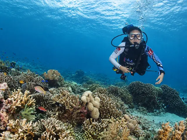 Diver in a striped wetsuit hovering above the coral garden