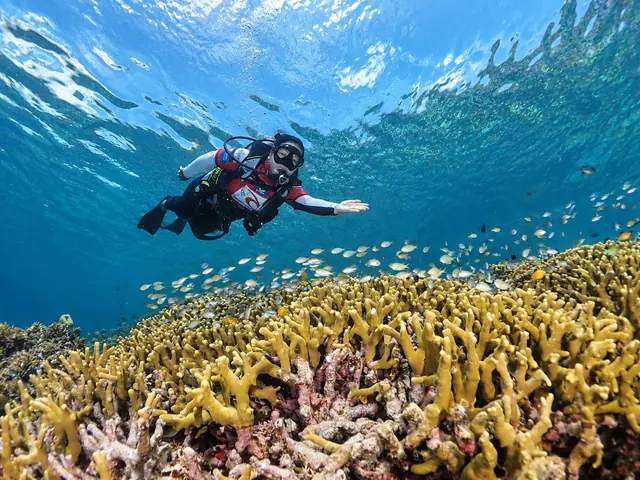 Diver gliding over yellow coral with a school of small fish