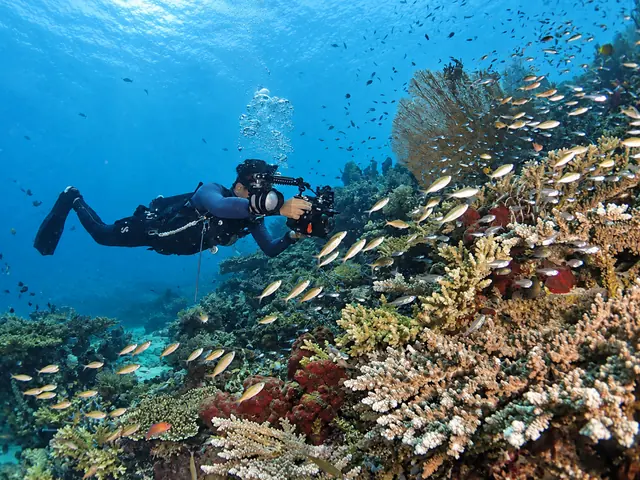 Underwater photographer filming a school of fish over the reef at Menjangan