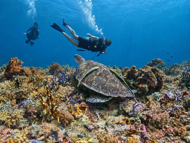 Two divers above a sea turtle resting on the reef