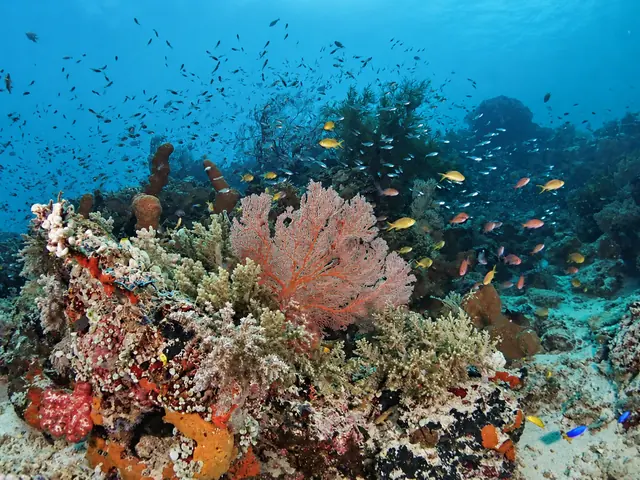 Pink sea fan and reef fish on a Menjangan dive site