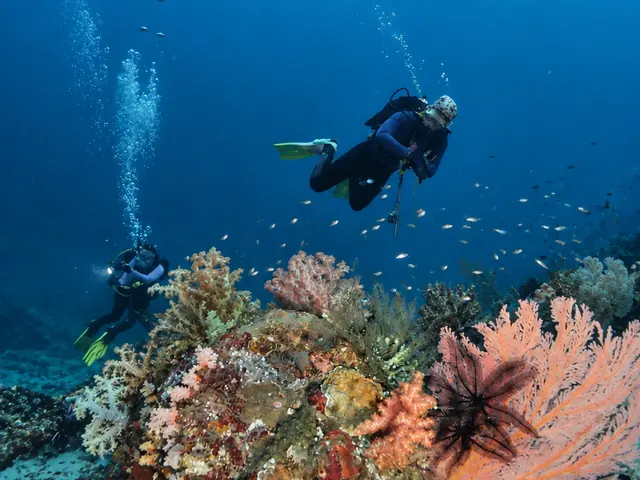 Divers descending over sea fans and a feather star