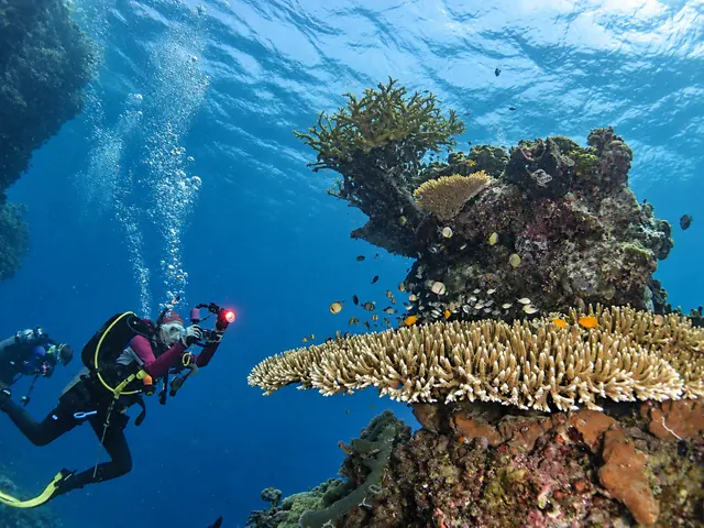 Diver with a camera light beside a table coral