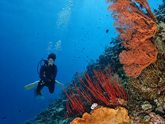 Diver hovering by red whip coral and an orange sea fan on the wall