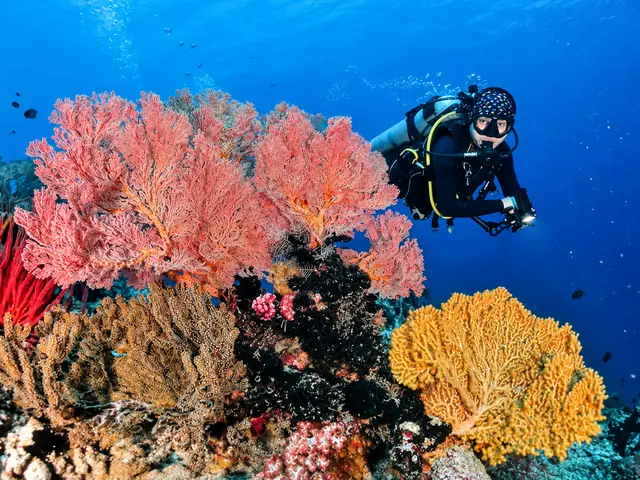 Diver with a camera beside large pink sea fans