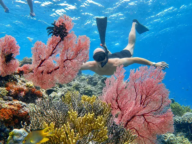 Snorkeller diving down past red sea fans on the reef at Menjangan Island