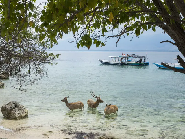 Wild deer wading in the shallows at Menjangan Island with the trip boats behind