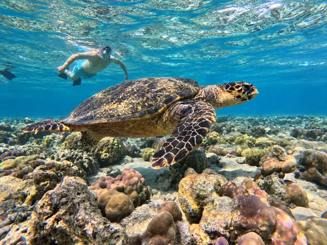 Sea turtle swimming beneath a snorkeller over the reef