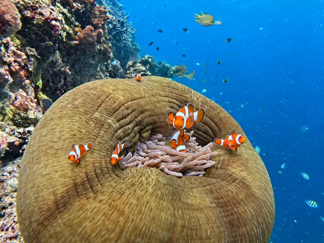 Clownfish in an anemone on the Menjangan reef