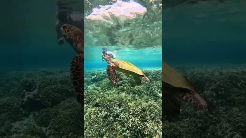 Snorkeling footage from Menjangan Island